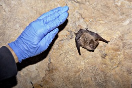 Disease Threatens to Decimate Western Bats